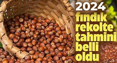Samsun'da 2024 fındık rekolte tahmini belli oldu
