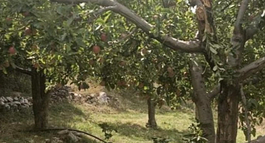 Samsun'da ağaçtan düşen adamın boynu kırıldı