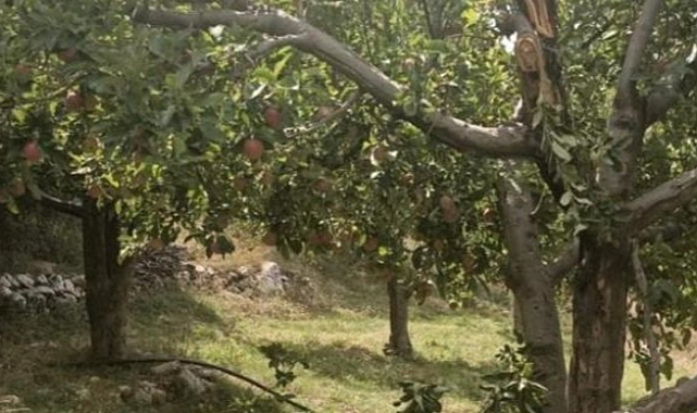 Samsun'da ağaçtan düşen adamın boynu kırıldı