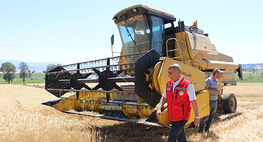 Samsun'da buğday hasadı başladı: Rekolte ve kalite artışı sevindirdi