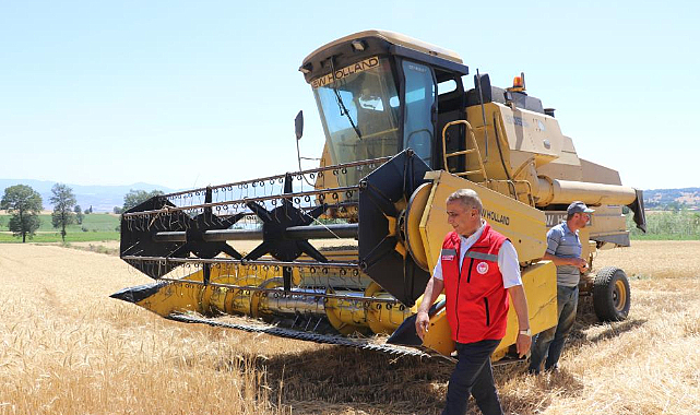 Samsun'da buğday hasadı başladı: Rekolte ve kalite artışı sevindirdi