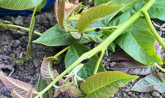 Samsun'da ceviz güvesi ile mücadele