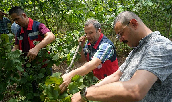 Samsun'da fındık rekolte çalışmaları sürüyor