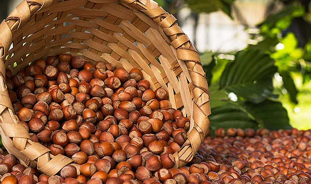 Samsun'da fındık rekolte tahmin çalışmaları 17 Temmuz'da tamamlanacak