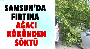 Samsun’da fırtına ağacı kökünden söktü