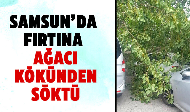 Samsun’da fırtına ağacı kökünden söktü