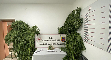 Samsun'da jandarmadan uyuşturucu operasyonları
