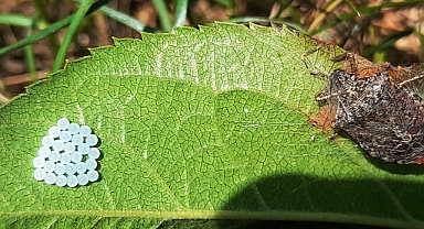 Samsun'da kahverengi kokarca ile mücadele devam ediyor