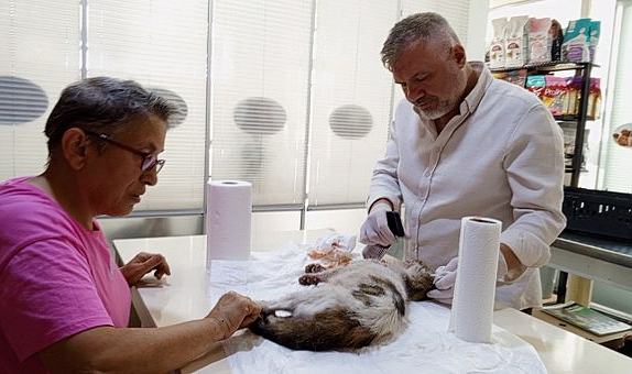 Samsun'da kedi operasyonu