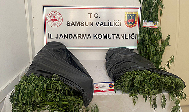 Samsun'da kilolarca esrar ele geçirildi