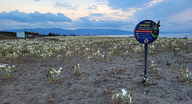 Samsun’da kum zambakları görsel şölen sunuyor
