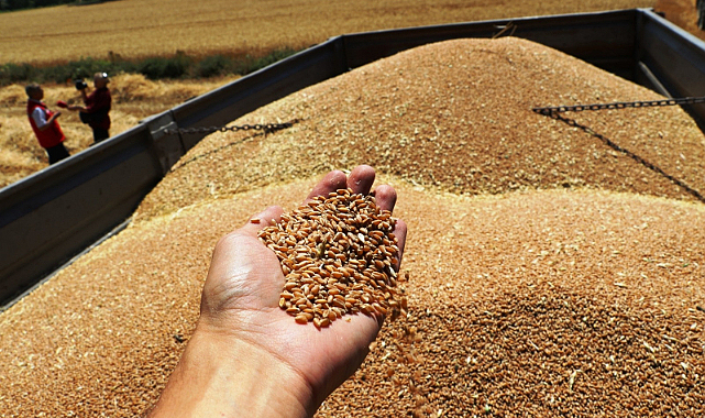 Samsun’da kuraklığa rağmen rekolte artışı