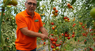 Samsun'da melez domatesler üreticilerin yüzünü güldürüyor