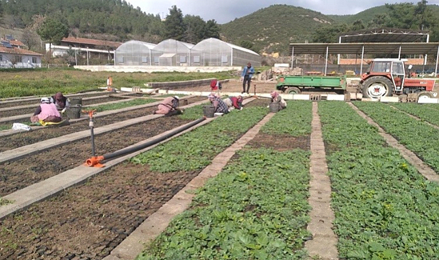 Samsun'da üretiliyor, Türkiye yeşilleniyor