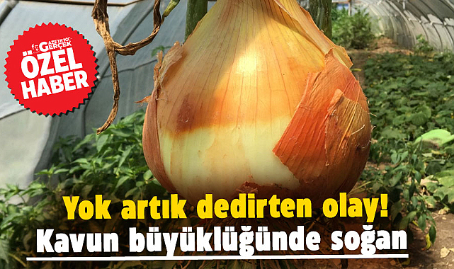 Samsun’da yok artık dedirten olay! Kavun büyüklüğünde soğan