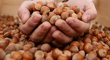 Samsun fındık taban fiyatı için yeni açıklama geldi
