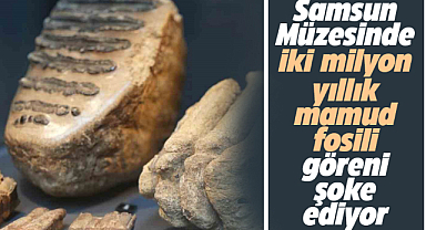 Samsun Müzesi'nde 2 milyon yıllık Güney Mamudu fosili görenleri şaşkına çeviriyor