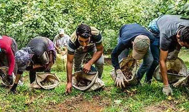 Samsun Terme'de fındık işçi yevmiyesi açıklandı 