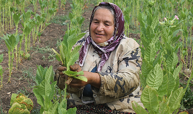 Samsun'un Bafra İlçesi'nde tütün hasadı başladı! Tütün yetiştiricileri destek istedi
