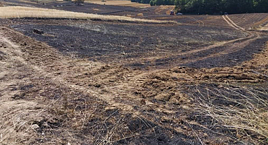 Samsun'un Vezirköprü İlçesi'nde hasadı yapılmamış buğdaylar kül oldu