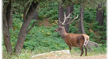 Samsun'da kızıl geyik ve sülünler doğaya salındı