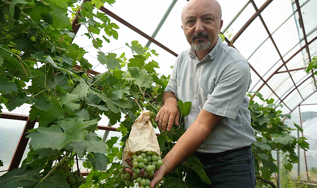 Samsunlu akademisyenden yeni turfanda üzüm çeşitleri