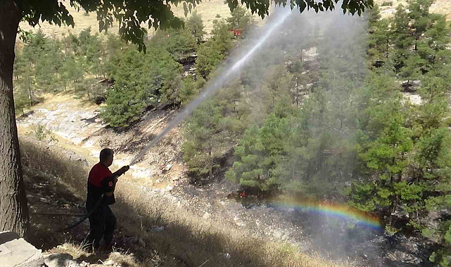 Şanlıurfa'da ormanlık alan yangını kontrol altına alındı
