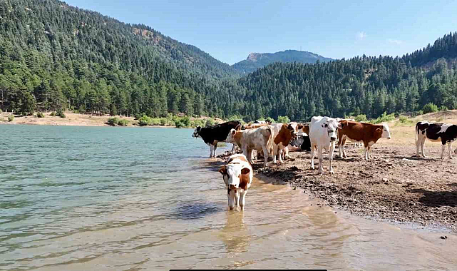 Sıcaktan bunalan inekler gölette serinledi