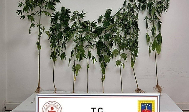 Sinop'ta jandarma uyuşturucu satıcılarına göz açtırmadı