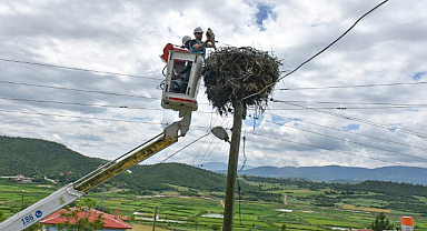 Sinop’ta leylek yavruları halkalama yöntemiyle izleniyor