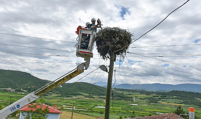 Sinop’ta leylek yavruları halkalama yöntemiyle izleniyor