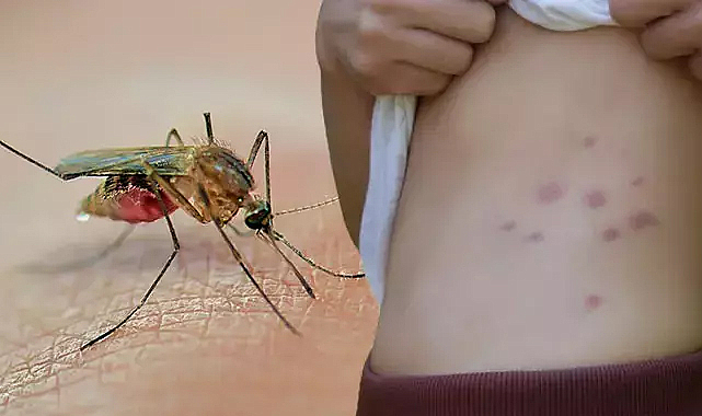 Sivrisineklerden bulaşan dang humması komşu İran'a sıçradı!Türkiye'de de endişe arttı