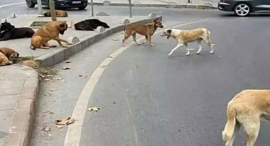 Sokak hayvanlarına yönelik teklifin ilk 5 maddesi kabul edildi