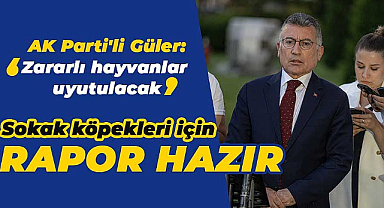 Sokak köpekleri için rapor hazır