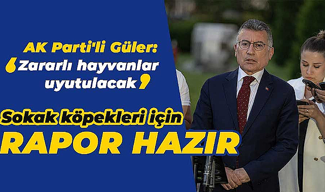 Sokak köpekleri için rapor hazır