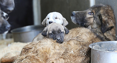 Sokak köpekleri öldürülecek mi? Tartışmalı yasa TBMM'den geçti