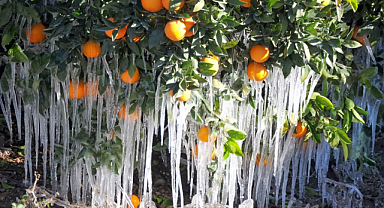 Tarım sigortalarında 'don' hasarı öne çıktı