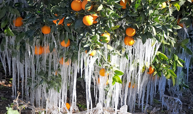 Tarım sigortalarında 'don' hasarı öne çıktı