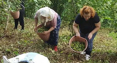 Trabzon fındık işçi yevmiyesi açıklandı 