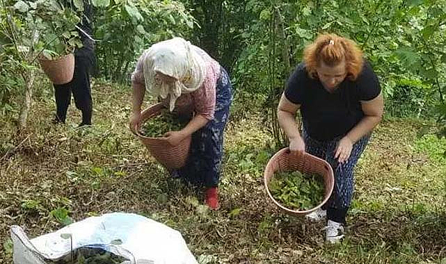 Trabzon fındık işçi yevmiyesi açıklandı 