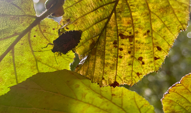 Tüm Karadeniz’i tehdit ediyor
