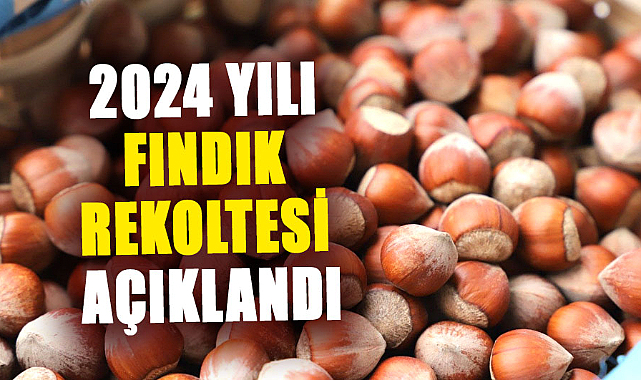 Ulusal Fındık Konseyi Samsun'un 2024 yılı fındık rekoltesini açıkladı