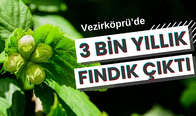 Vezirköprü'de 3 bin yıllık fındık bulundu