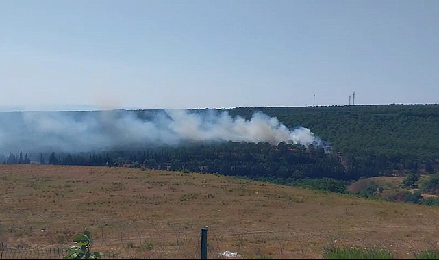 Yalova'nın Armutlu ilçesinde çıkan yangınlar söndürüldü