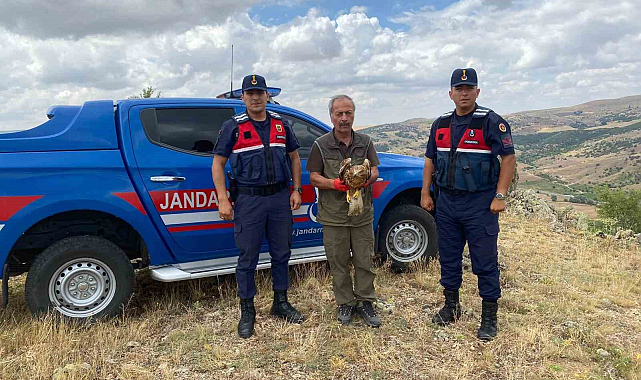 Yaralı kızıl şahin tedavisinin ardından doğaya salındı