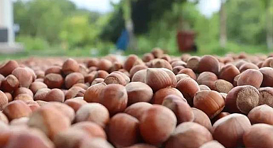 2024 fındık fiyatları açıklandı mı?