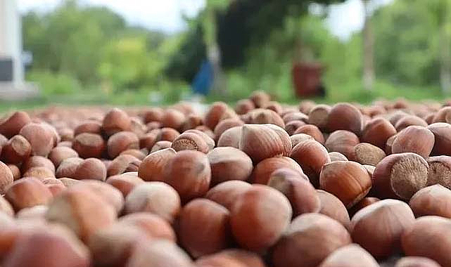 2024 fındık fiyatları açıklandı mı?