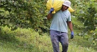 2024 Samsun'da fındık yevmiyeleri belli oldu