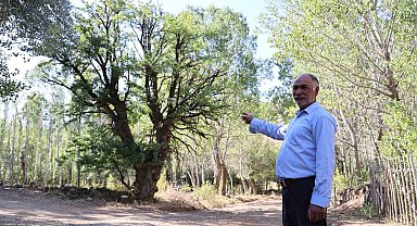 4 asırlık ağaca, korkularından ellerini süremiyorlar