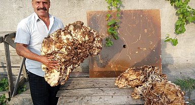 40 kilogramlık mantar buldu, 2 bin TL'ye sattı